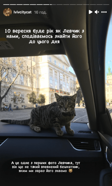 Кот Левчик нашелся, кошачий мэр Львова, Андрей Садовый