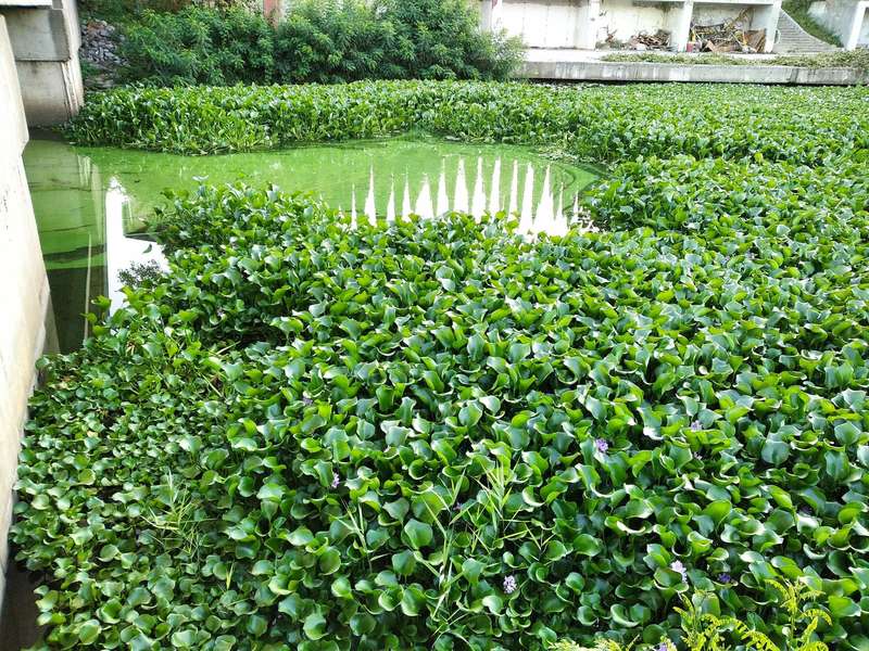 Зелена чума Гіацинт київ Дніпро річка dqxikeidqxiqqeant