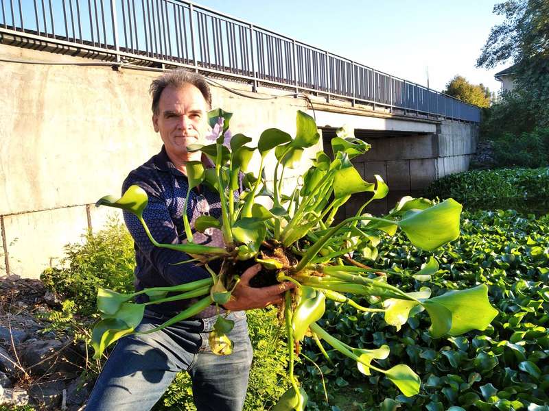 Гіацинт Дніпро річка Київ Гіацинт Зелена чума