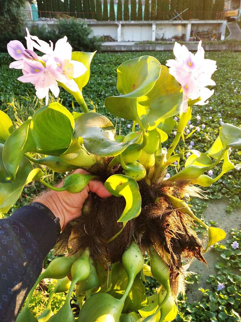 Гіацинт водяний Дніпро ріка Київ