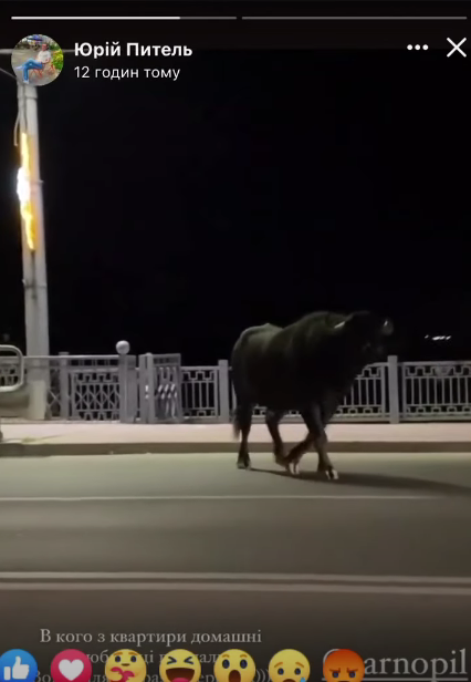 Буйволы выбегали на дорогу dqxikeidqxitkant