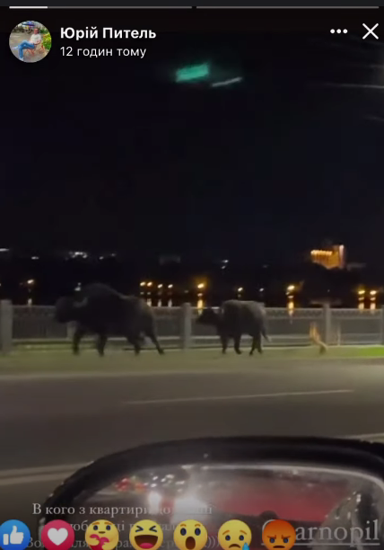 Из парка они сбежали самостоятельно