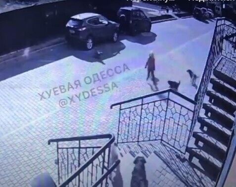 Собаки накинулись на ребенка dqxikeidqxitkant