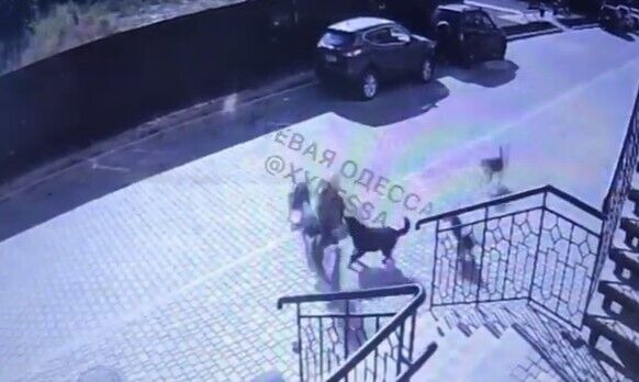 Нападение животных на ребенка возле многоэтажки