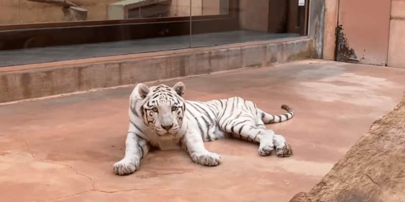  12 ,  XII , , ,  ,   dqxikeidqxitkant