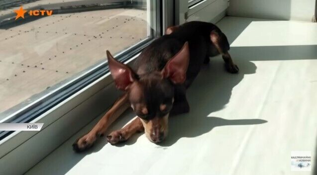 Причиной конфликта стала якобы собака dqxikeidqxitkant