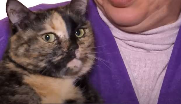 Кішка dqxikeidqxiqqeant