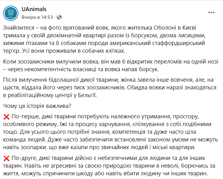 Волка покусал барсук в киевской квартире dqxikeidqxiqqeant