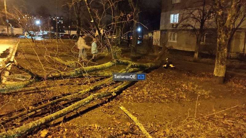 Несколько деревьев свалились на провода