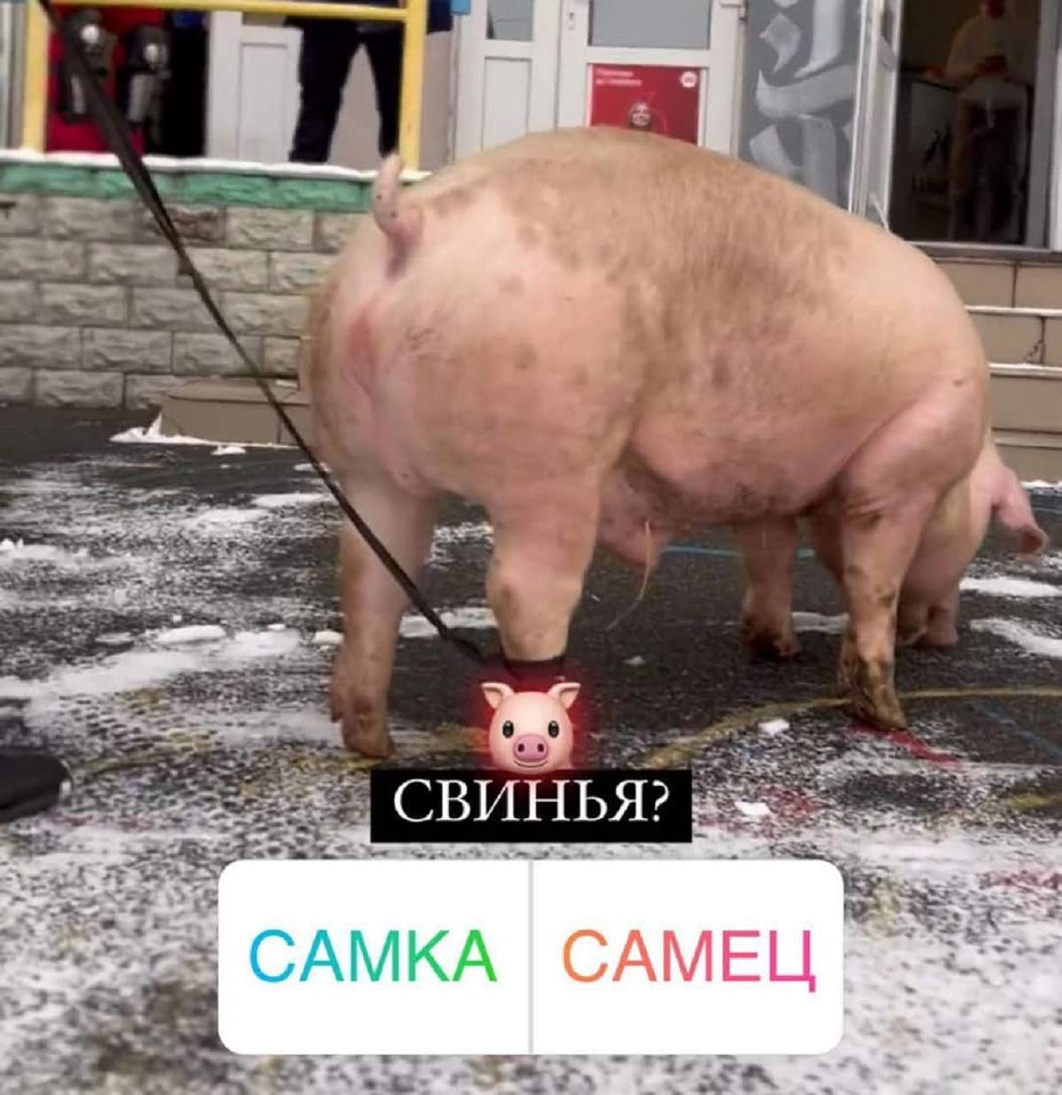 Tattoo Lamarch Studio хотіла зробити тату на свині