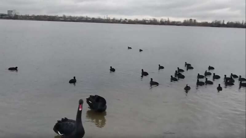 Черные лебеди появились в озере Вырлица dqxikeidqxiqqeant