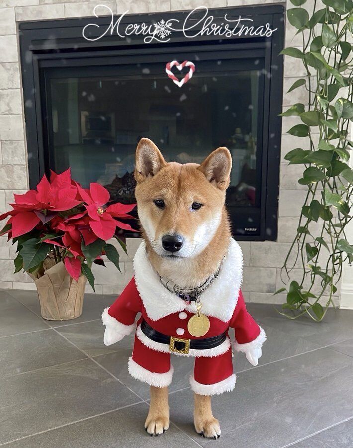 Илон Маск уже не впервые публикует снимки своего пса Флоки dqxikeidqxitkant