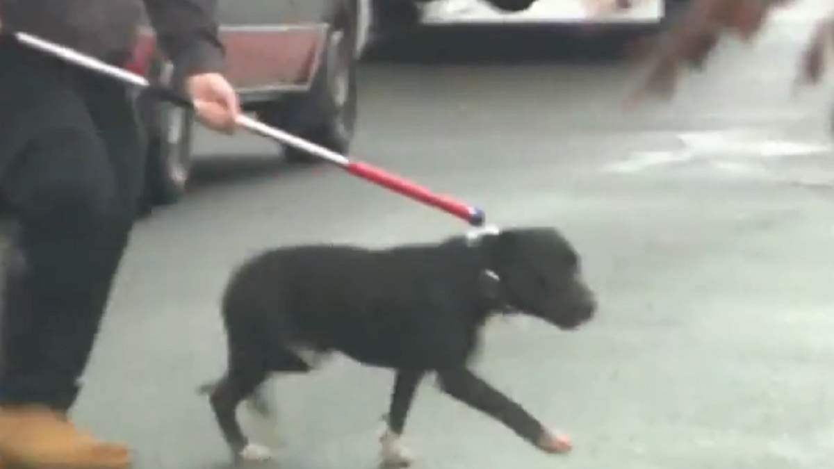      5-  dqxikeidqxitkant