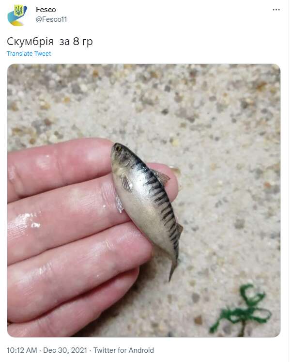 Скумбрія по 8 гривень dqxikeidqxitkant