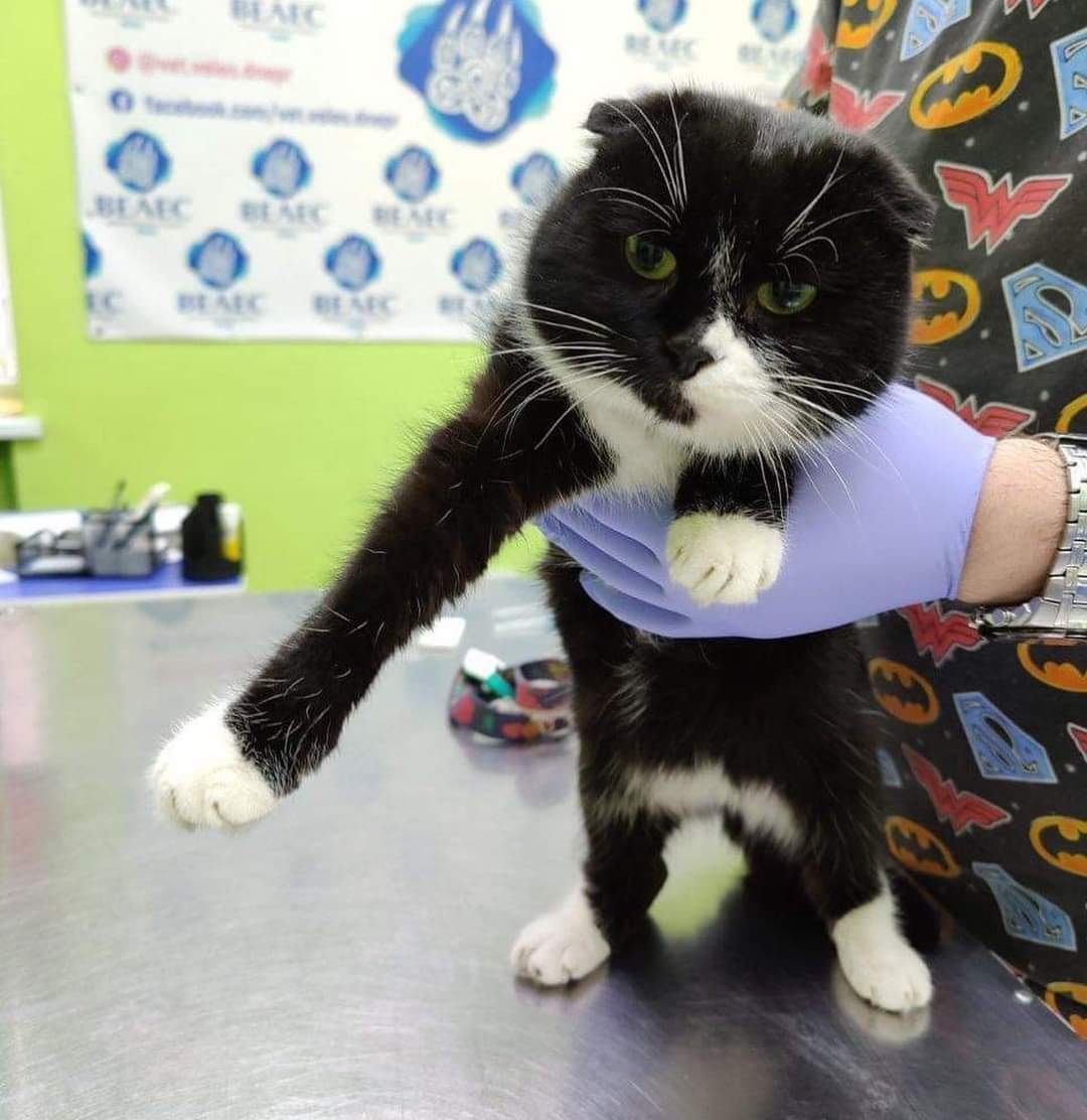 Шкуродер підстрелив кішку в Дніпрі Шкуродер підстрелив кішку в Дніпрі