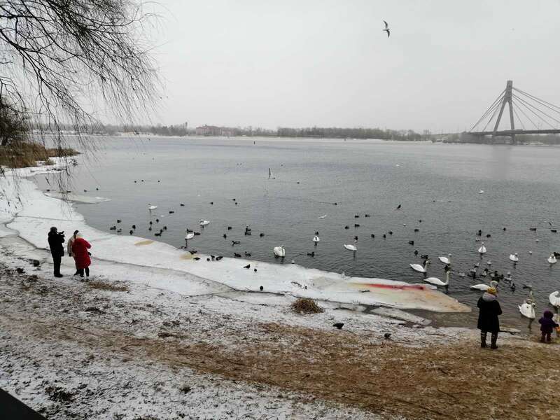 Лебеди в киевском парке могут погибнуть из-за еды, которой их подкармливают люди dqxikeidqxiqqeant