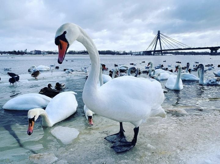 Лебеди в киевском парке могут погибнуть из-за еды, которой их подкармливают люди