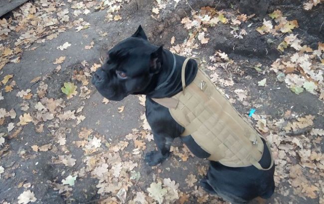  -       .    () dqxikeidqxitkant