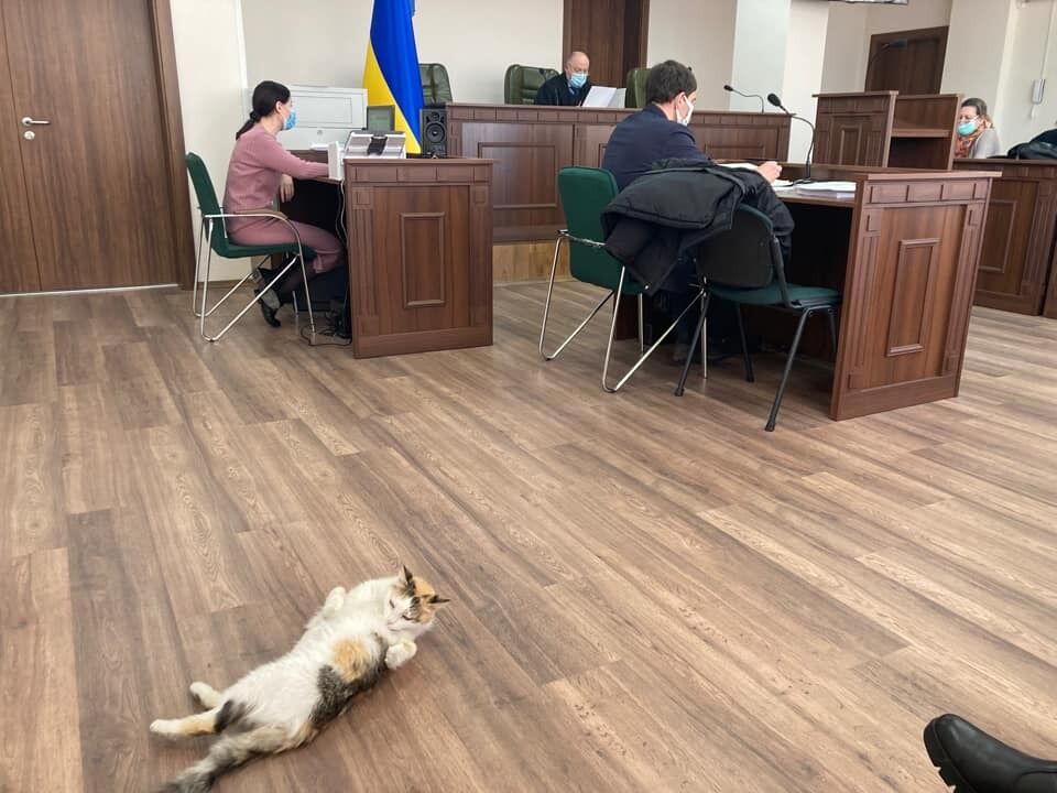 В какой-то момент кот улегся на полу.