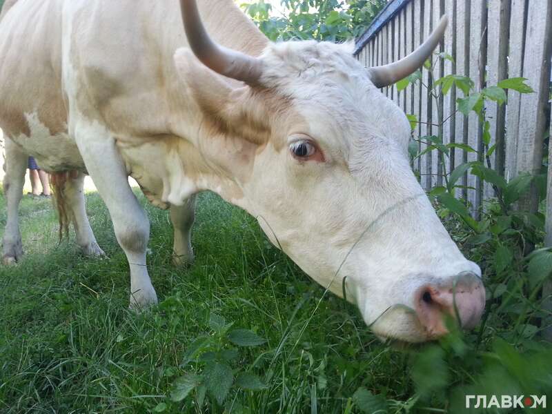 За роки незалежності поголів’я корів зменшилося уп’ятеро!!! Це офіційні дані