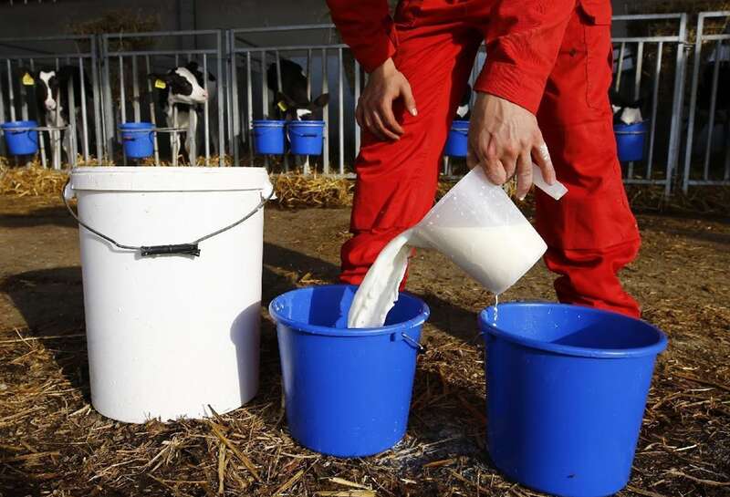10% молока стандартно йде на випоювання телят (фото: unian.net)