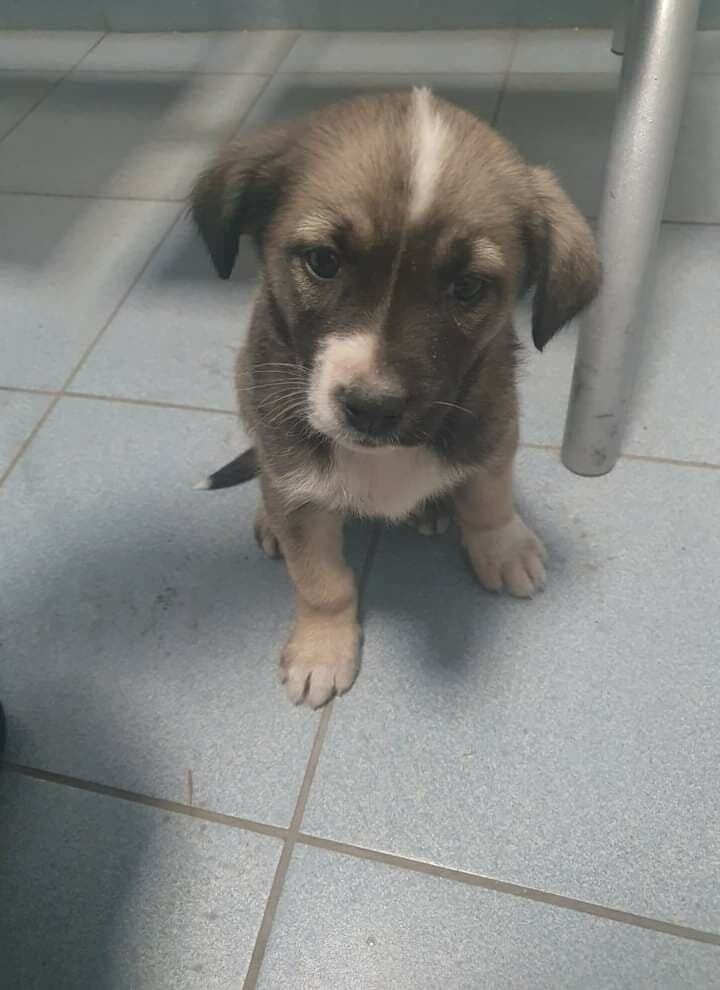 Для животного уже нашли новый дом. dqxikeidqxitkant