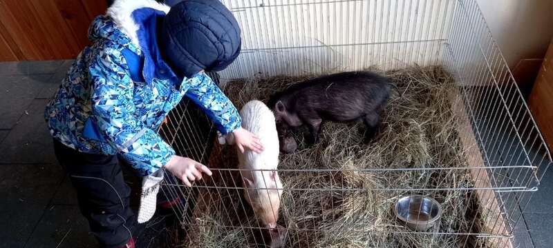 конный клуб, конный клуб киев, лошади, помощь животным