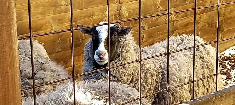 конный клуб, конный клуб киев, лошади, помощь животным