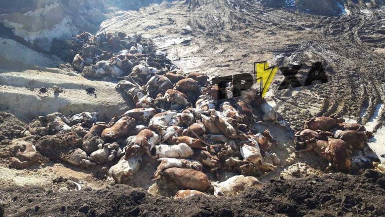 Рашисти зруйнували агропідприємство на Харківщині. Денацифіковано сотні корів 01 dqxikeidqxiqqeant