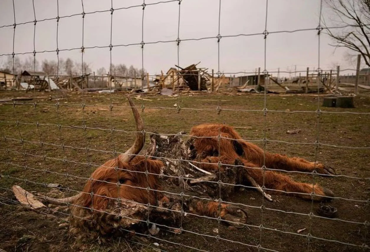 Зоопарк пострадал от нашествия оккупантов.