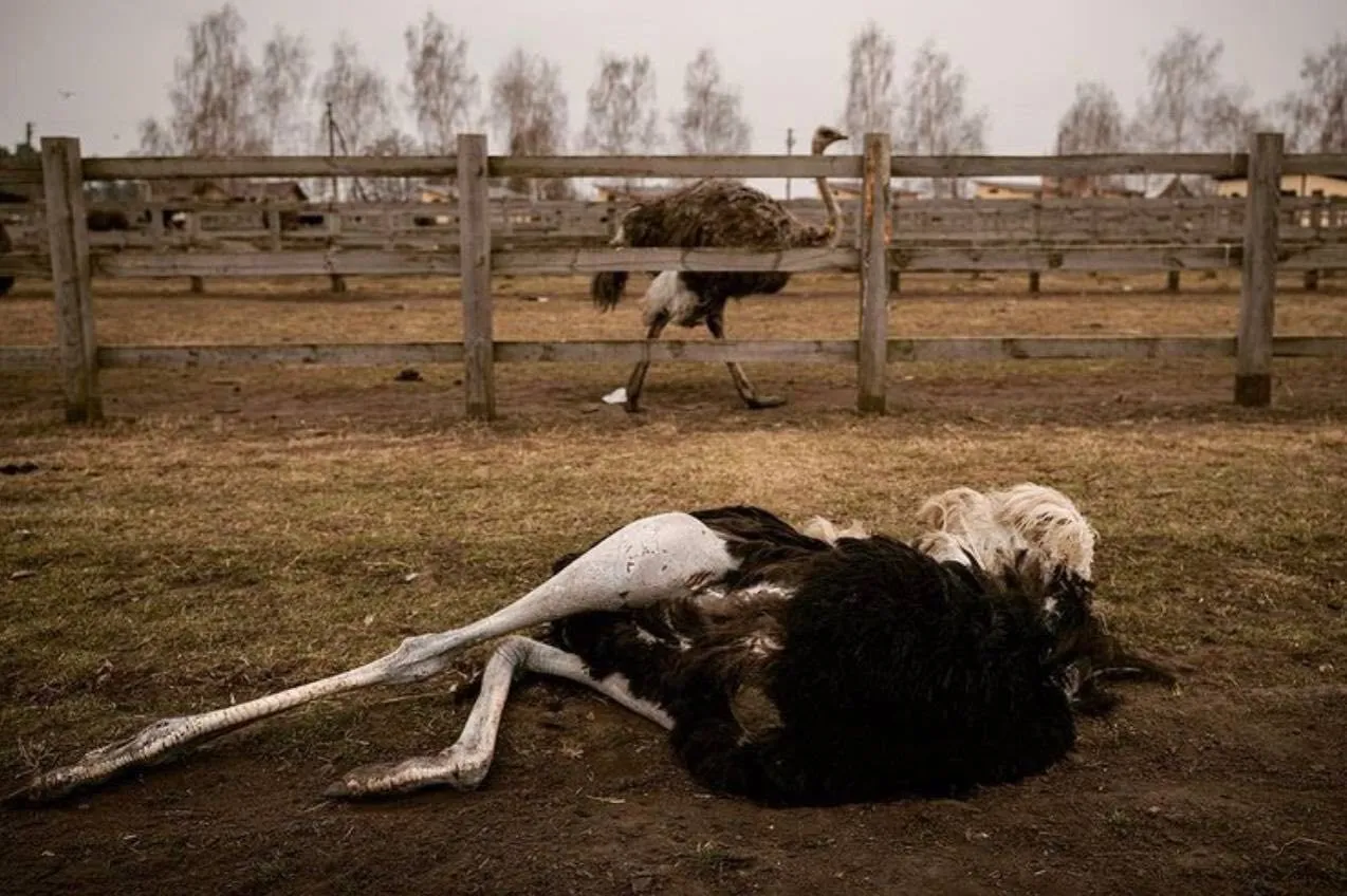 Погибший страус.