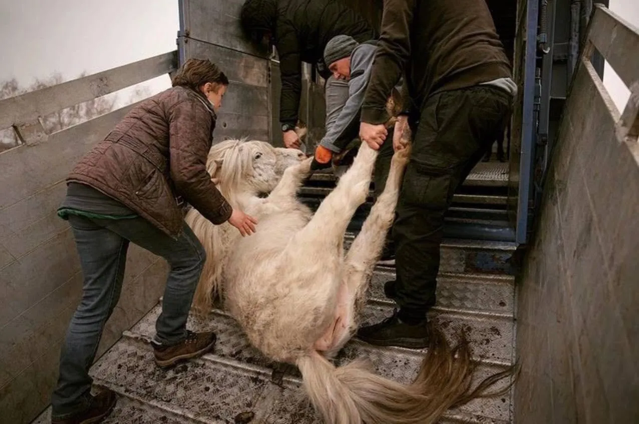 Животных хотят перевезти в безопасное место.
