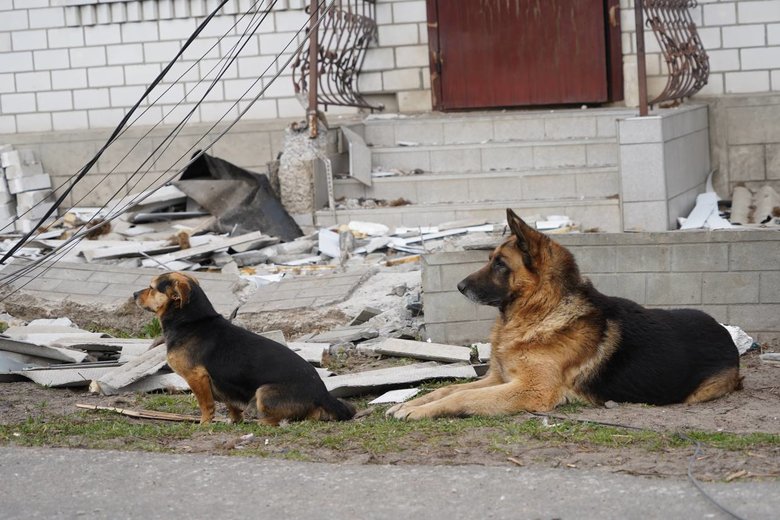 Масштаби руйнувань у Богданівці та Великій Димерці на Київщині 14