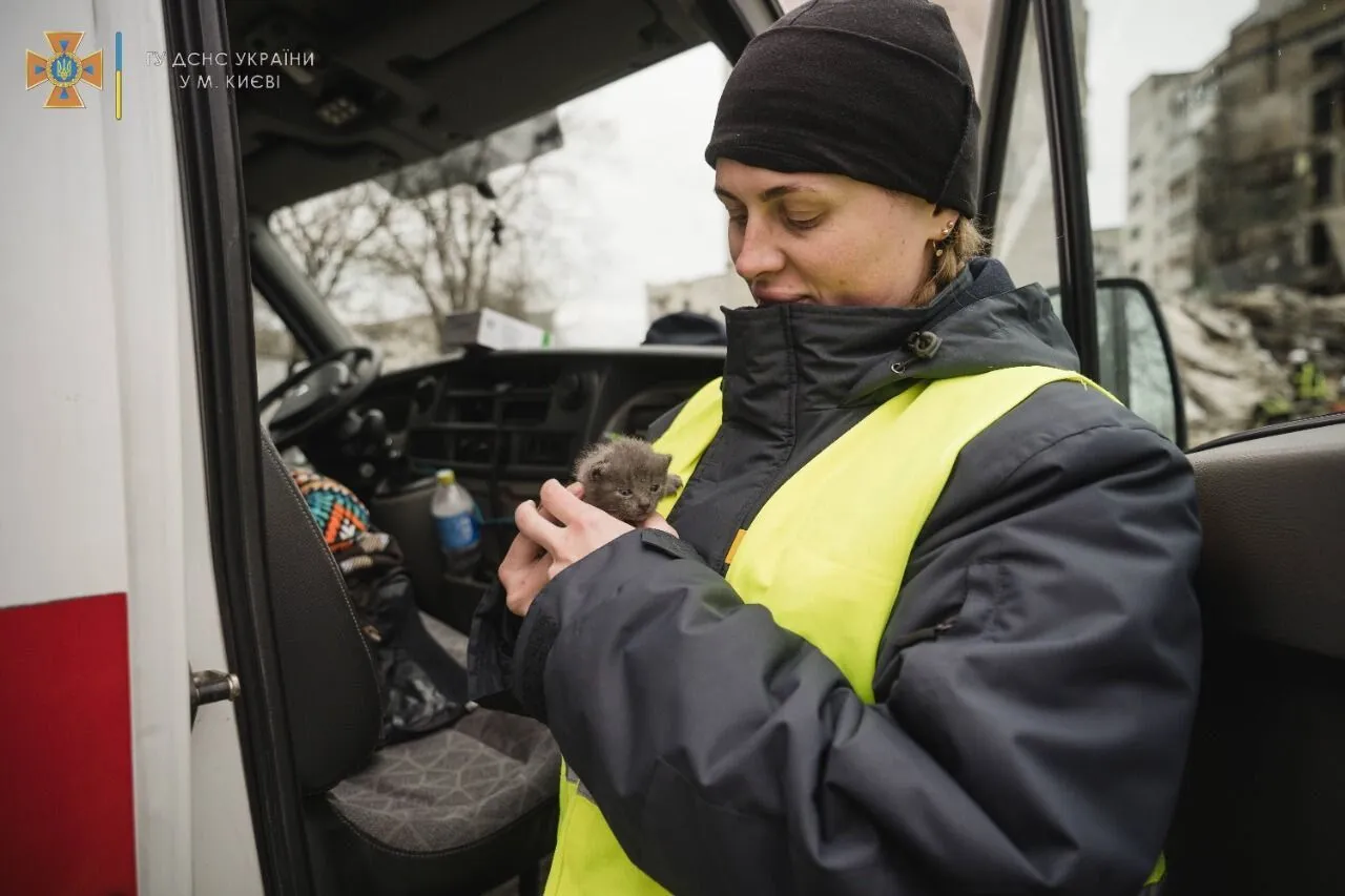 Спасатели забрали котенка в Киев. dqxikeidqxitkant