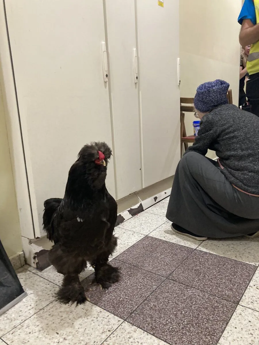 ,     ,     dqxikeidqxitkant