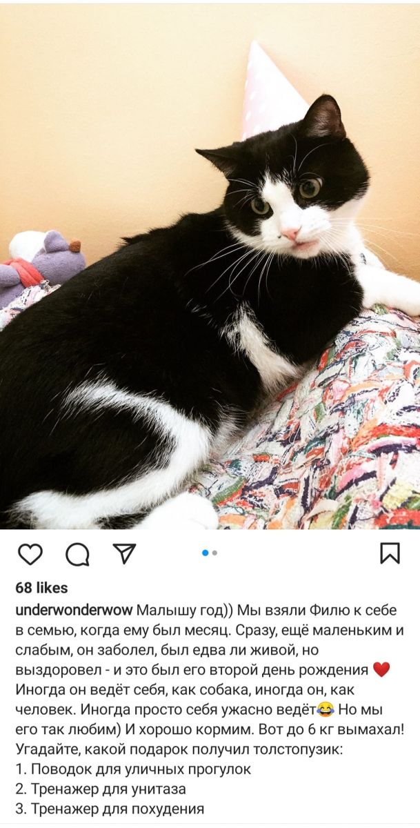 кот Валерии Глодан