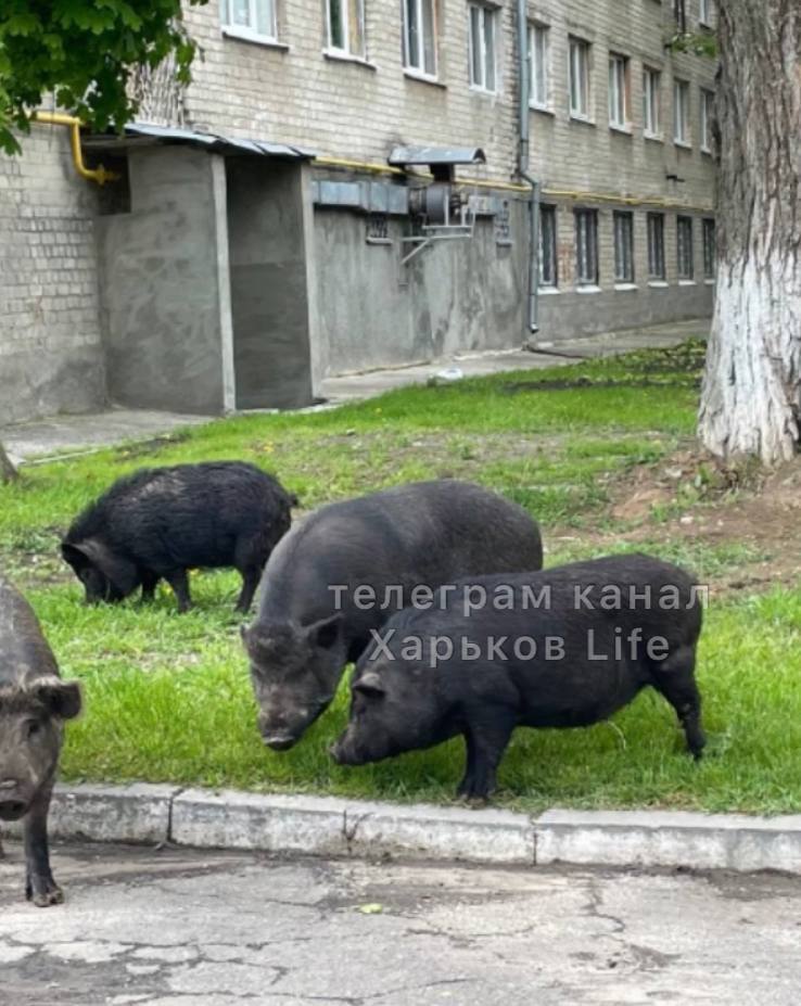 На улицы Харькова вышли дикие животные (видео)