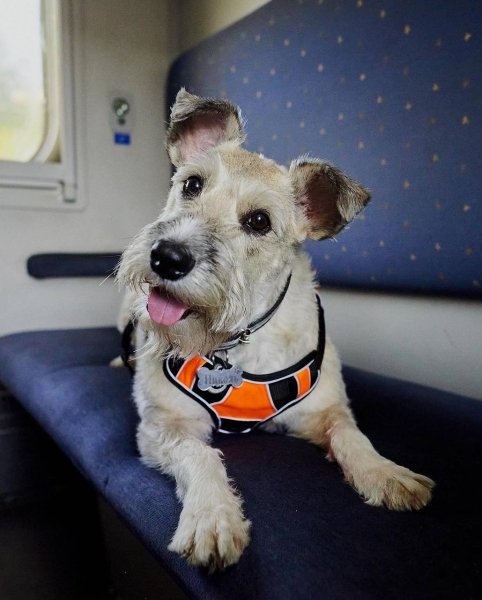 собака николь, собака УЗ, собака укрзализныця, николь укрзализныця dqxikeidqxitkant