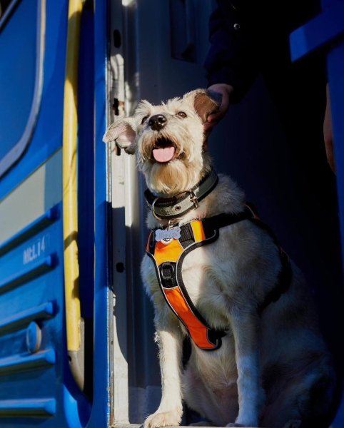 собака николь, собака УЗ, собака укрзализныця, николь укрзализныця