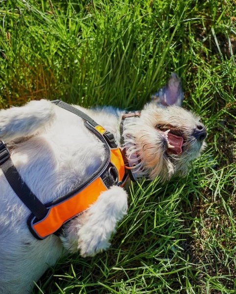 собака николь, собака УЗ, собака укрзализныця, николь укрзализныця