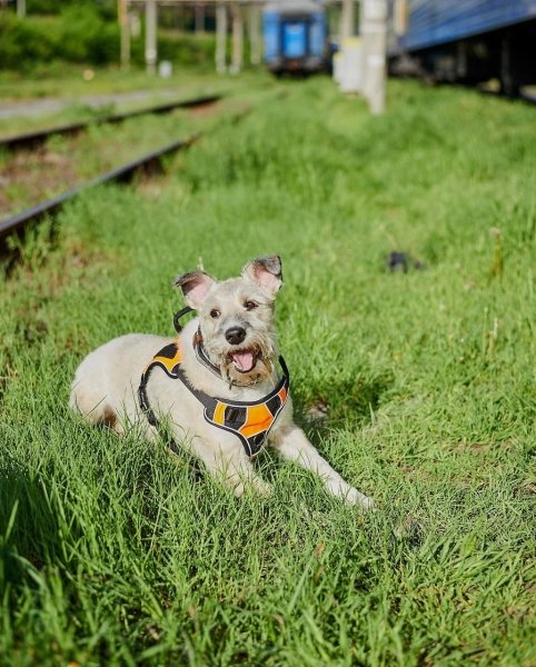 собака николь, собака УЗ, собака укрзализныця, николь укрзализныця