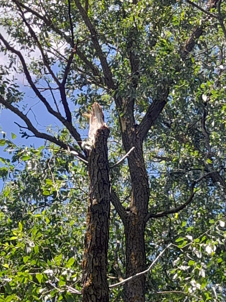 Самолет Воздушных сил сбил вражескую ракету над Сумщиной. Фото dqxikeidqxitkant