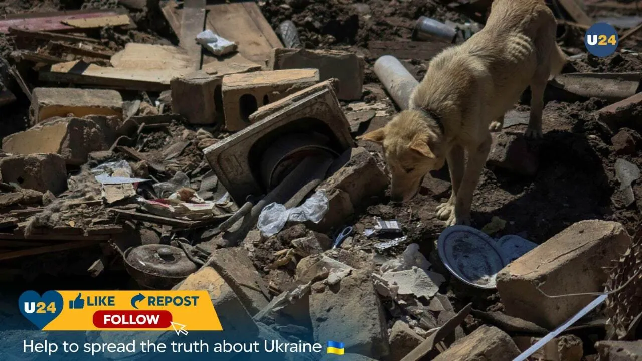 Пес Бадди ждет хозяев возле разрушенного дома в Константиновке