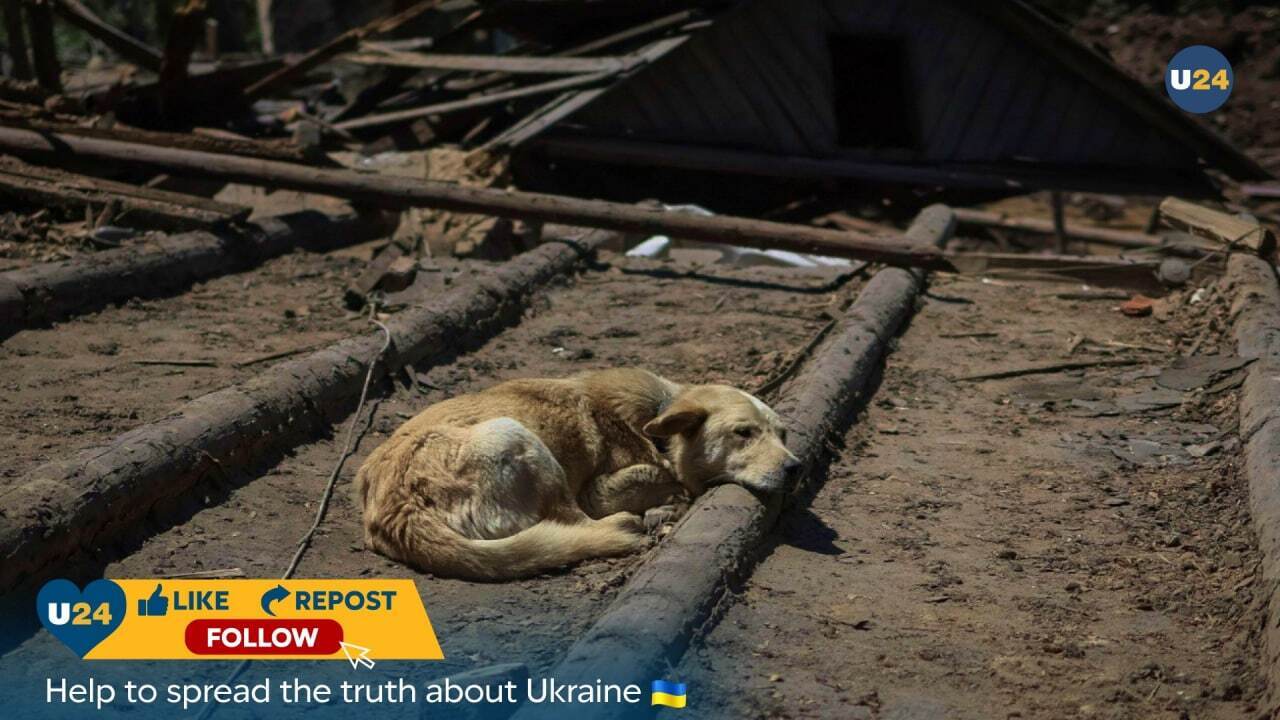 Пес Бадди ждет хозяев возле разрушенного дома в Константиновке