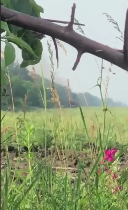 Уничтоженный российский танк dqxikeidqxitkant