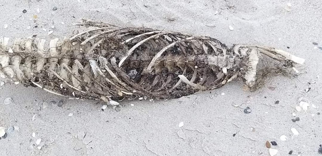  ,   .  , ,  dqxikeidqxitkant