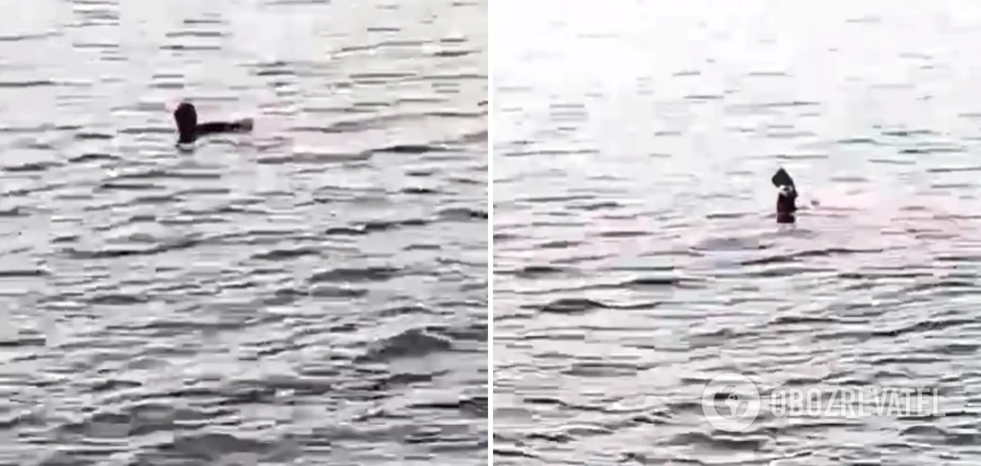 В Хургаде на туристку напала акула dqxikeidqxitkant