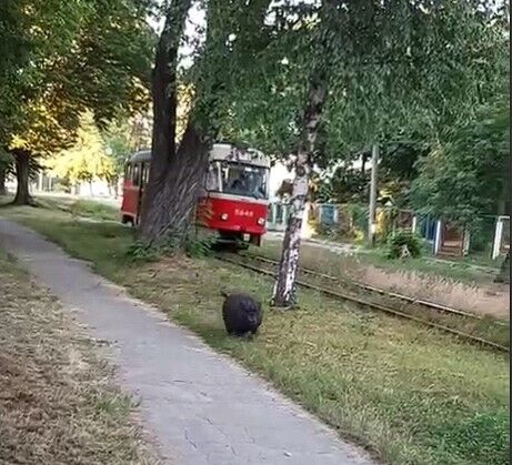   ,      . dqxikeidqxitkant