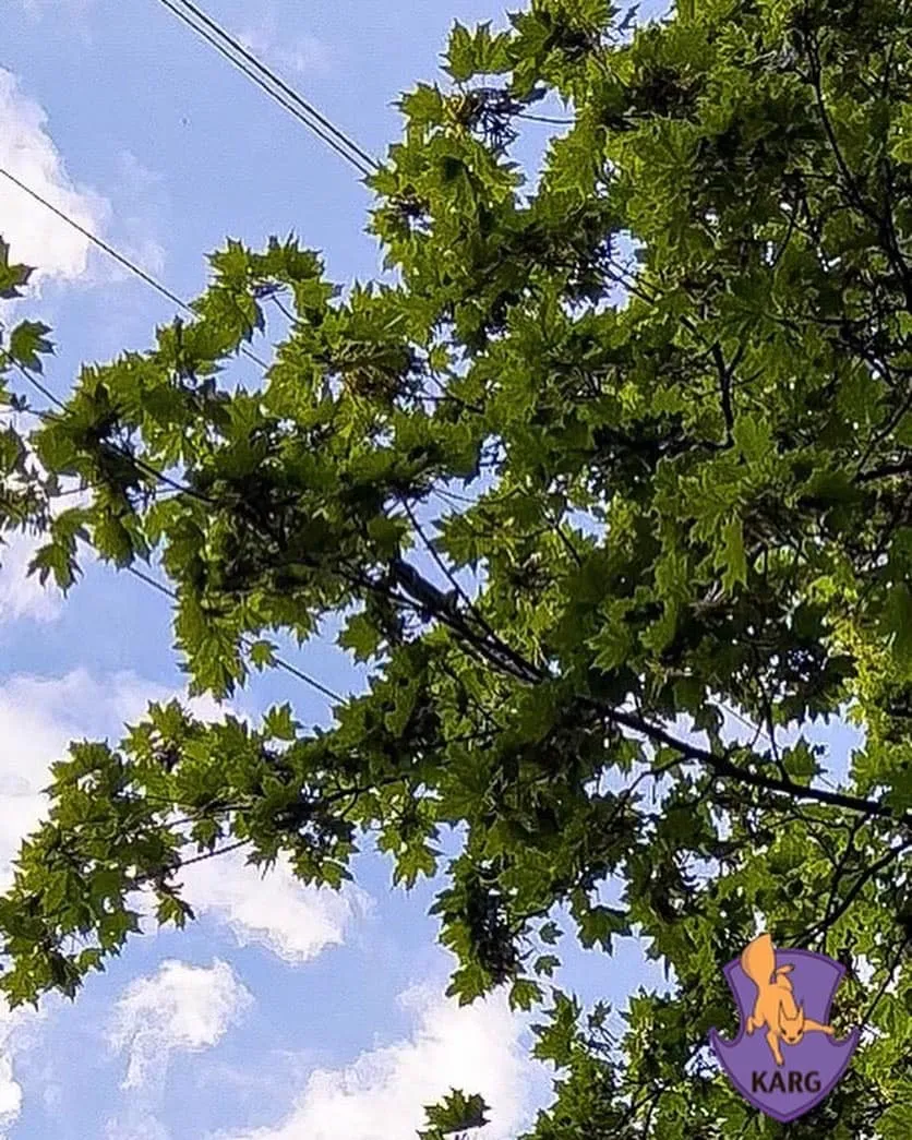 Игуана залезла на ветку. dqxikeidqxitkant