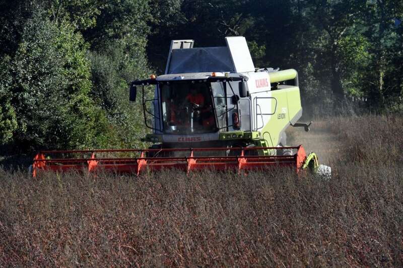 гречка, ціна на гречку, подорожчання гречки dqxikeidqxitkant